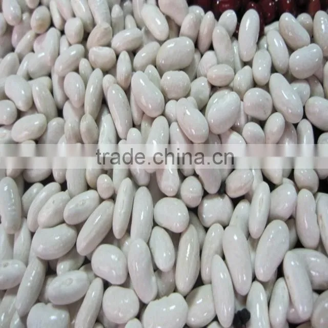 white kidney bean
