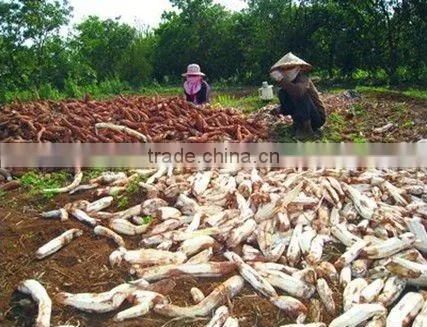 New crop Vietnam Tapioca chip/Cassava chip for importer