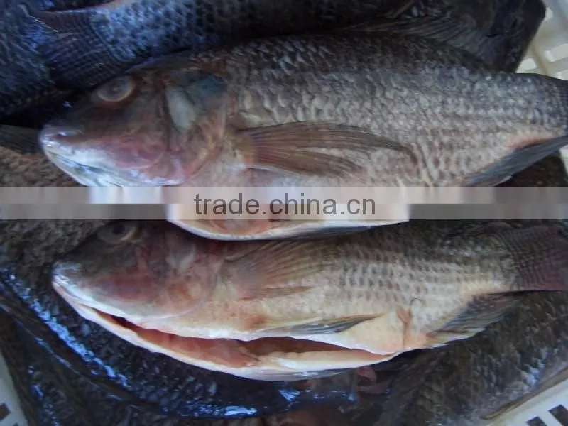 2016 New stock whole frozen fresh seafood priceGutted tilapia on sale