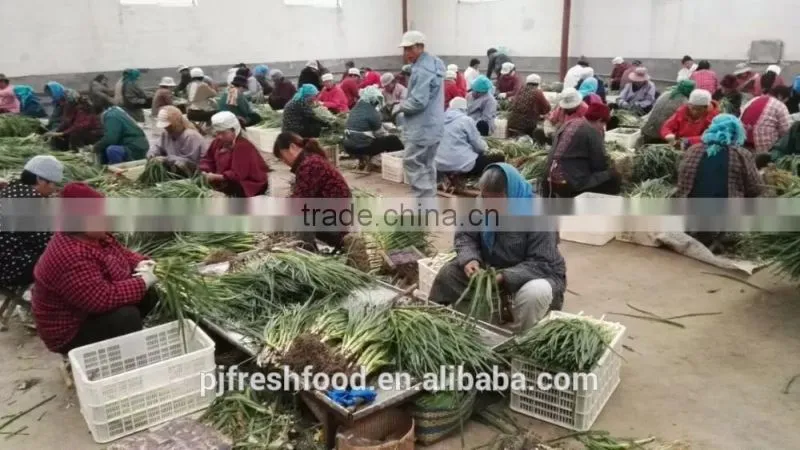 IQF Scallions