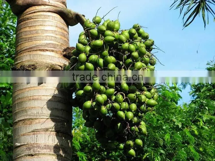 Areca catechu trees