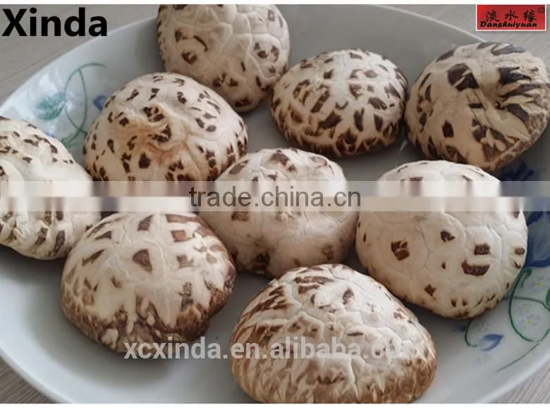 Dried Flower Mushroom Brown