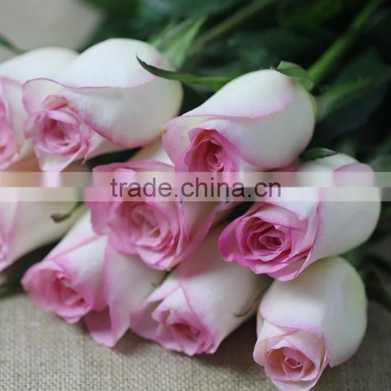 Supply various colors fresh rose flowers from Kunming plants base