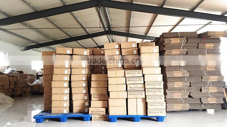 Application for small animals tenebrio, fish application premium dried mealworm