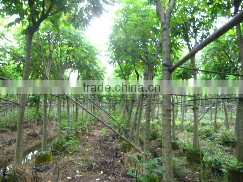 Spathodea campanulata tropical flower tree