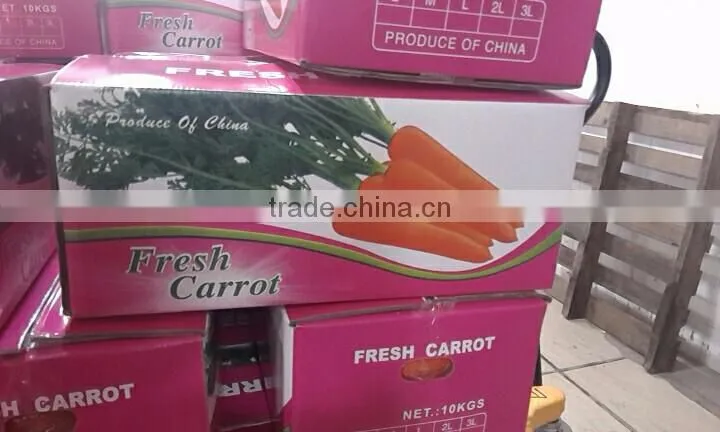 Chinese wholesale carrot