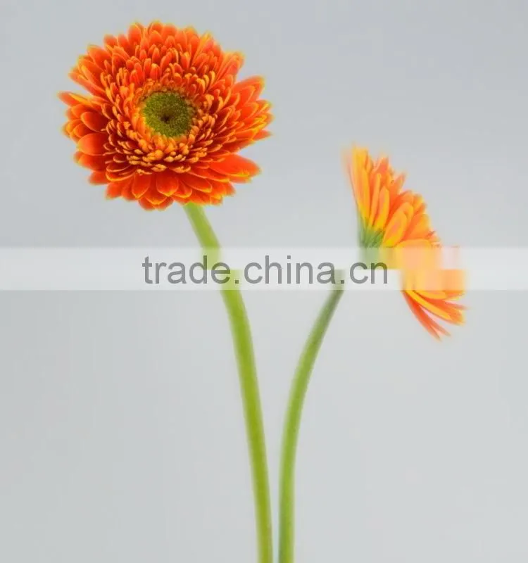 Newest Golden Sun cute gerbera flower