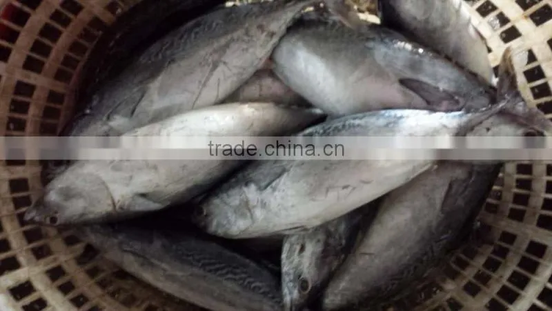 2015 frozen bonito whole round 500-750,750-1000,1000g+/pc for marketing