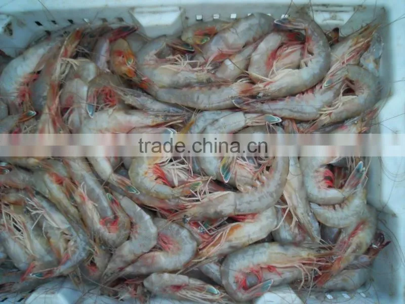 HL002 seafood frozen raw headless shrimp