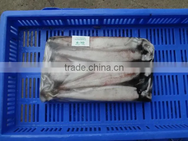 NEEDLE SQUID WHOLE