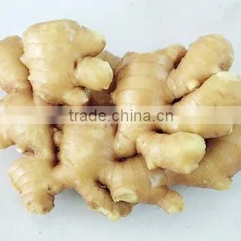 fresh young ginger