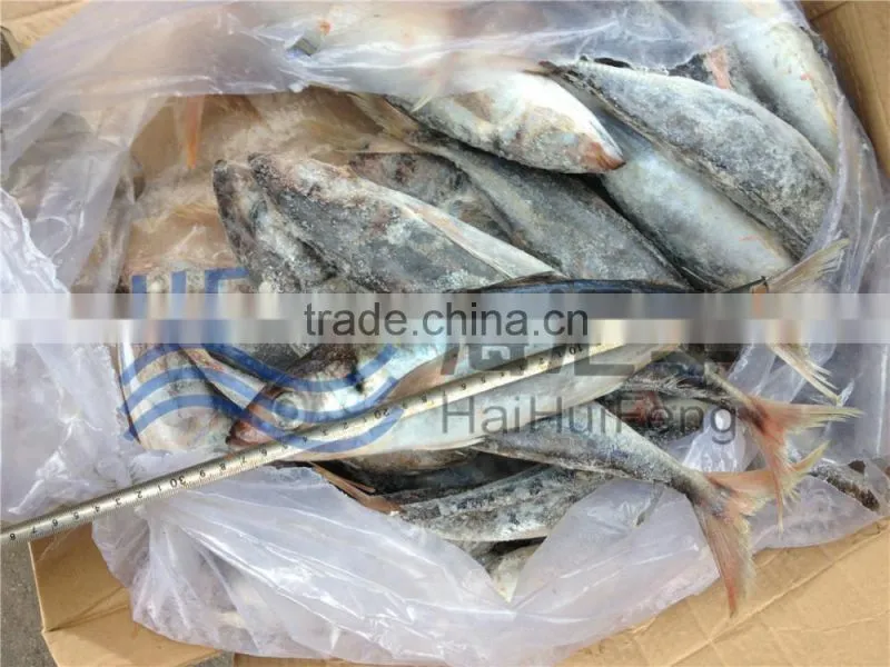 Whole round frozen horse mackerel fish in good price 25+