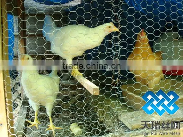 Galvanized chicken wire netting