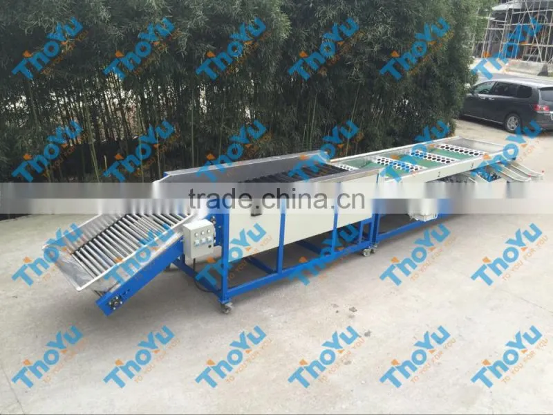Salable Fresh Garlic Grading Machine 0086 15937167907