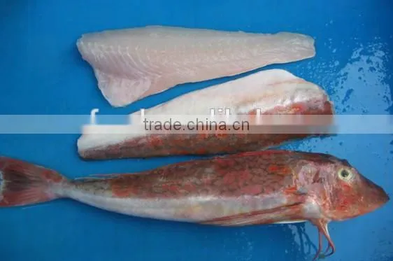 red gurnard with frozen
