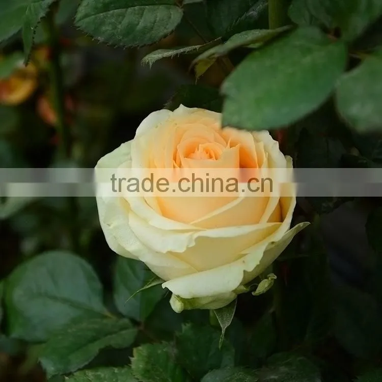 Excellent quality best selling fresh excellent quality fresh gypsophila
