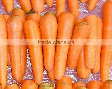2013 Hot sale Chinese fresh red Carrot