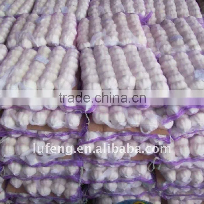 Best Garlic Price
