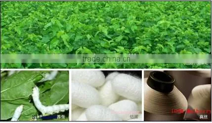 Various color of silk bonnet