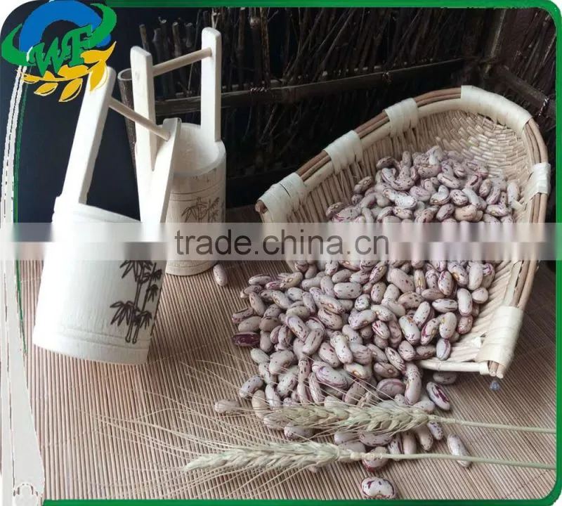 Chinese Light Speckled Kidney beans Long Shape for Europ