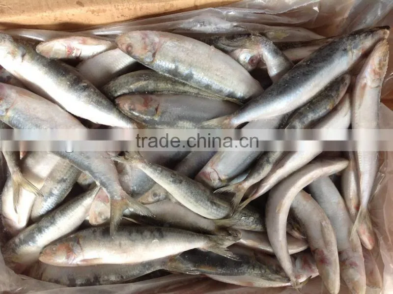 Frozen food WR sardine fish 8-10pcs/kg for canning