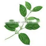 Gymnema Silvestre Extract Powder 25%/50%/75%