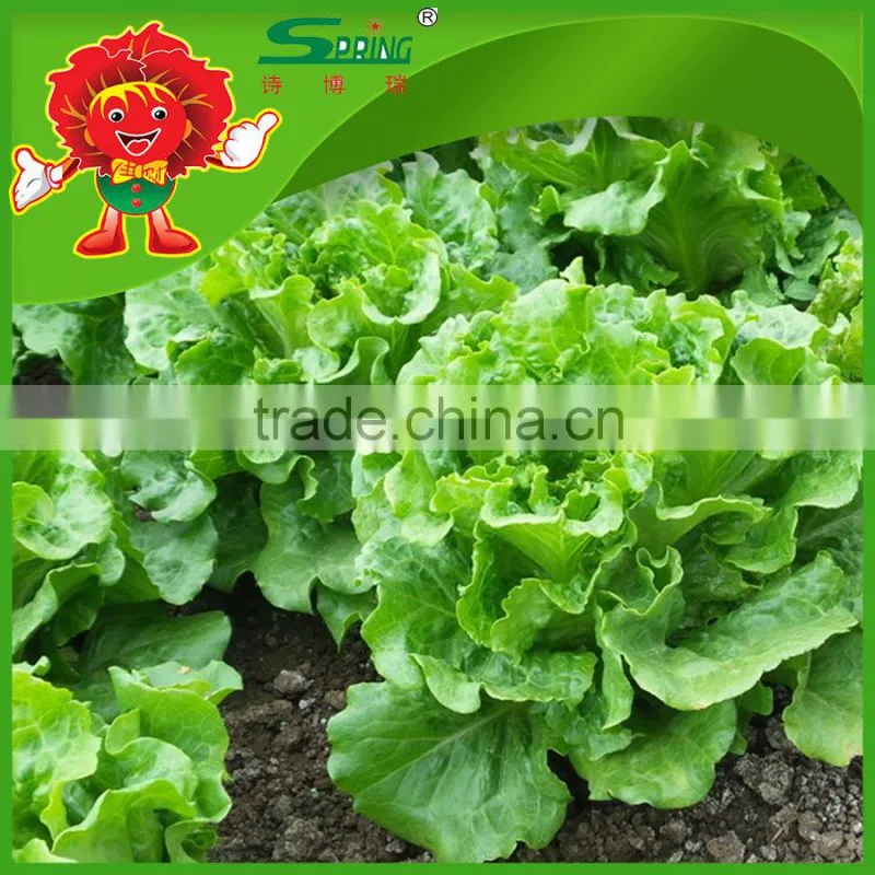 freezed leaf lettuce iceberg type lettuce grade one vegetable in Yunnan
