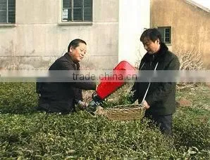 Tea plucking machine