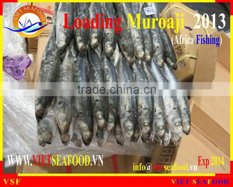 LOADING MUROAJI FOR TUNA BAIT