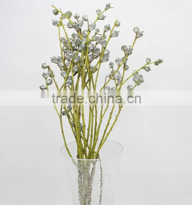 Excellent quality eucalyptus wholesale high quality fresh cut flowers