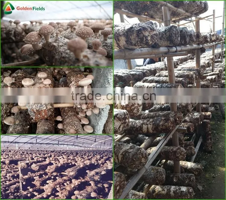 Market Price for Mushroom,Shiitake Mushroom Price,Mushroom For Sale