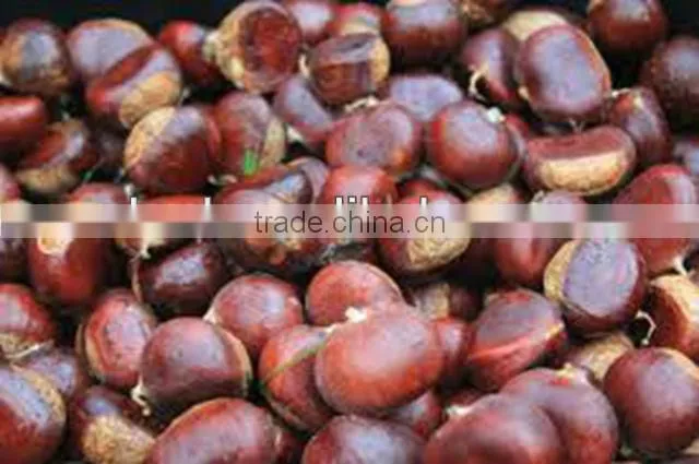Good reputation of Chinese Fresh Chestnut in shell.
