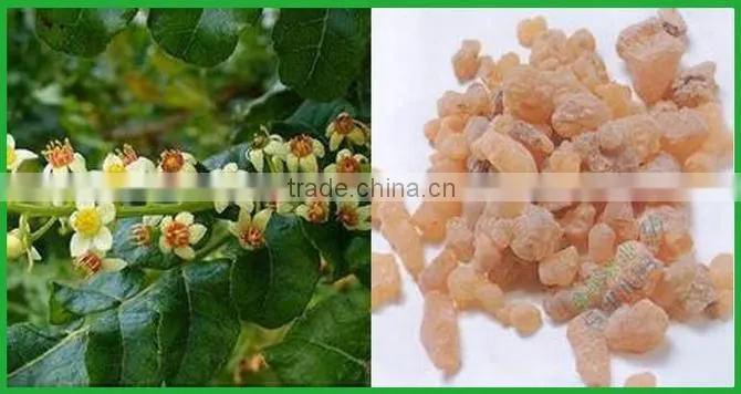 Boswellia serrata extract Powder