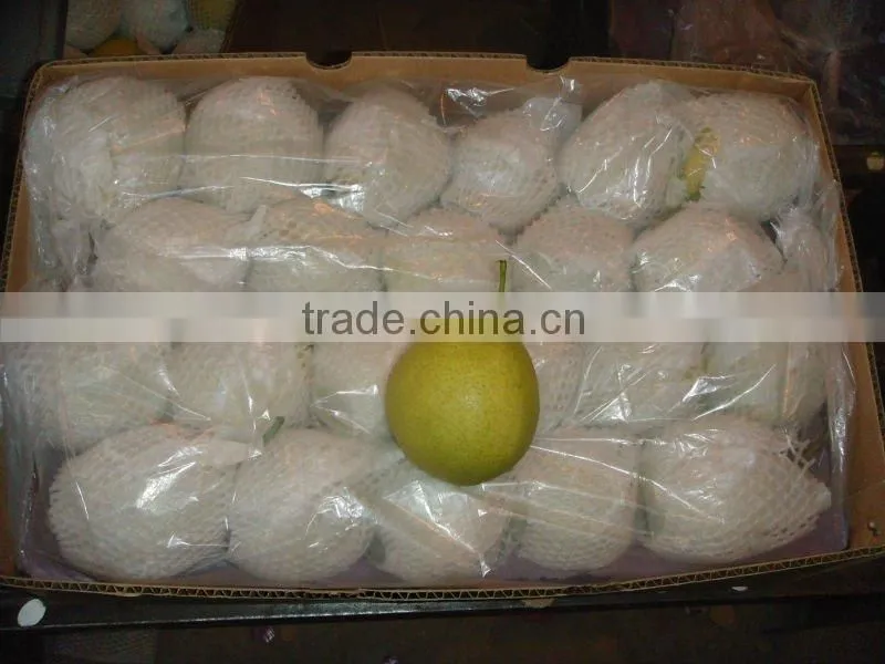 2015 fresh shandong pear supplying in china