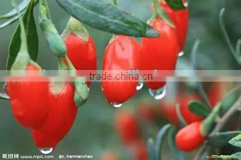 Xinjiang JInns Medlar Supply HACCP ISO HALAL 100% Goji Natural High Quality Goji Juice Concentrate