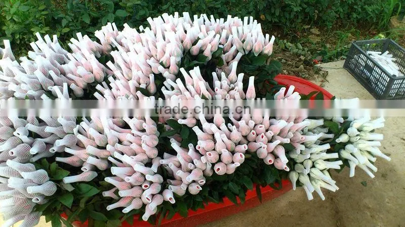 Wholesale Grade A Fresh Roses From India Fresh Rose Petals