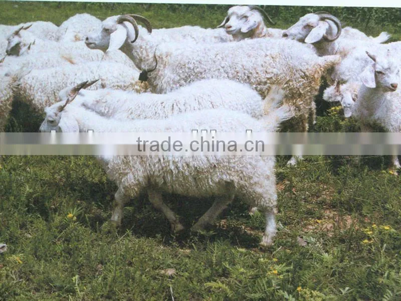 Industrial wool washing machine 0086-15238020698