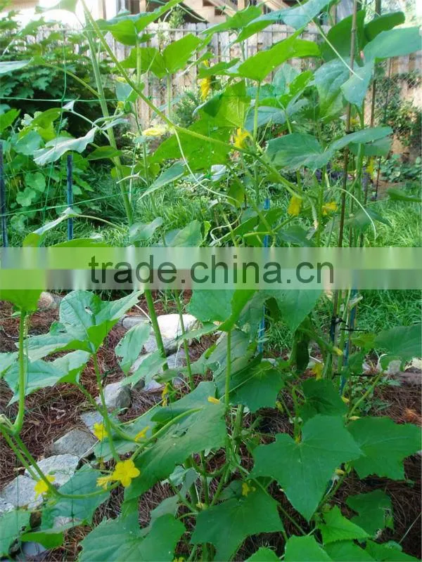 high quality climbing plant support net