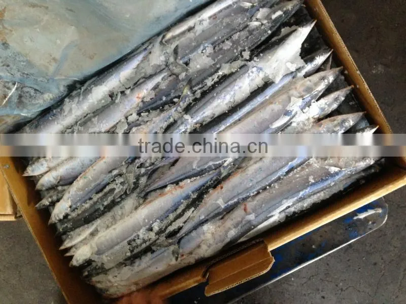 frozen pacific saury #3 and big size