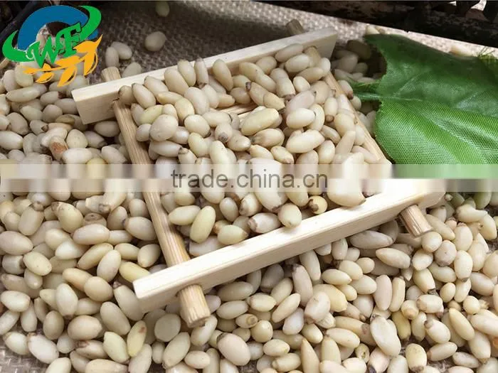 2016 Chinese pine nuts without shell for export