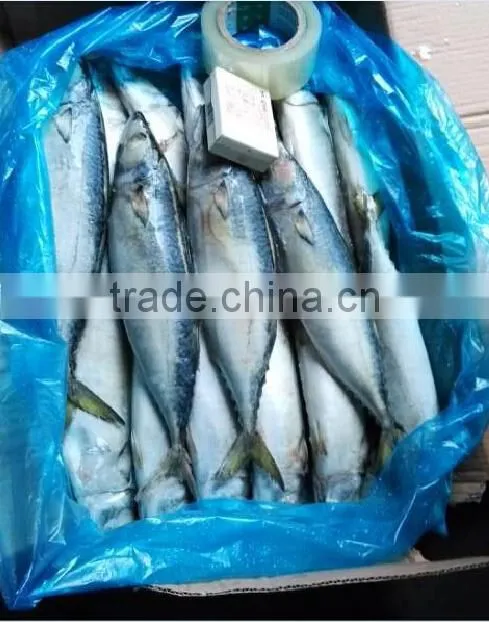 300-500g Frozen Mackerel