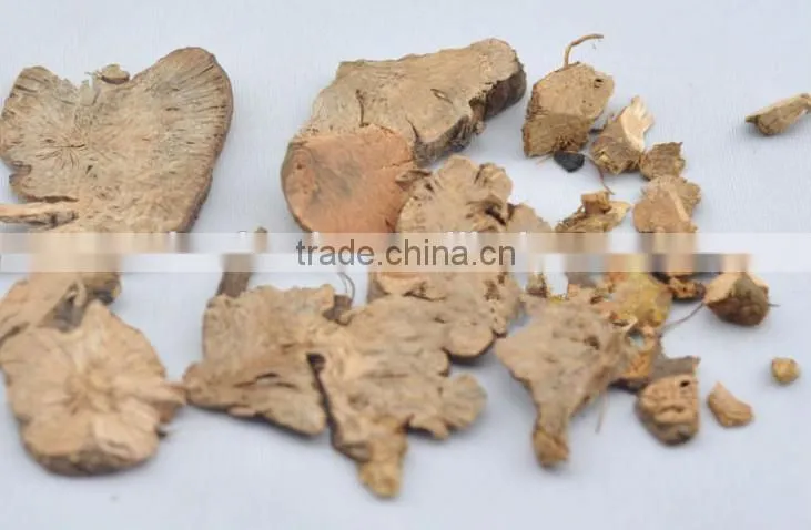 jin qiao mai root of buckwheat rhizoma fagopyri dibotryis