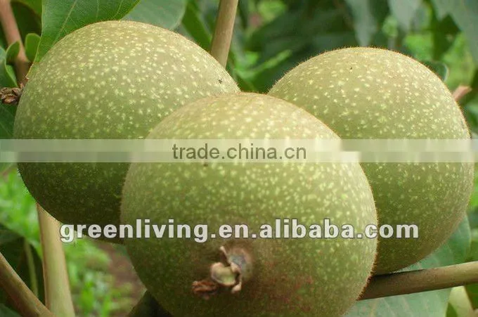 China walnuts in shell or kernel from xinjiang