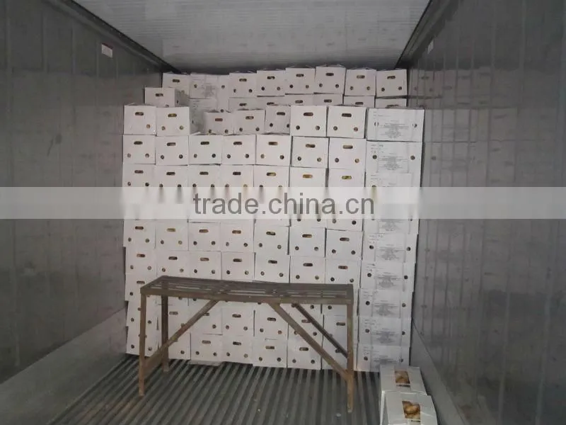 new crop of ginger/Europe quality level
