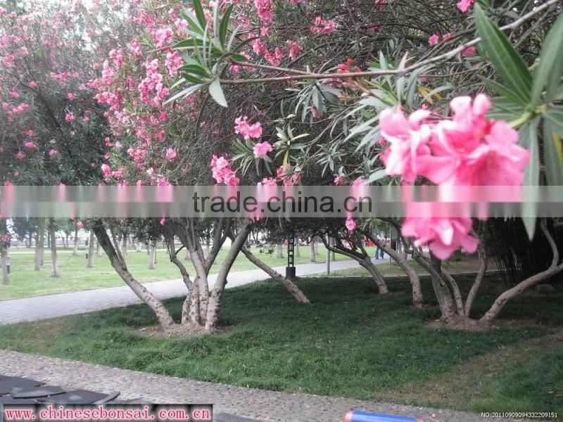 blooming Nerium indicum Milli of outdoor landscaping foliage decorative ornamental plants