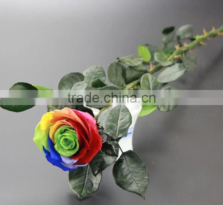 Fresh Cut Flowers Roses Long Lasting Big Rose Flower With Stem