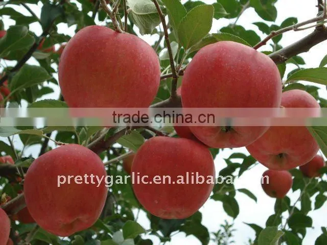 fresh red Fuji apple