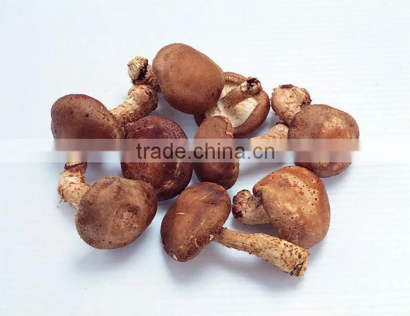 Fresh shiitake mushroom