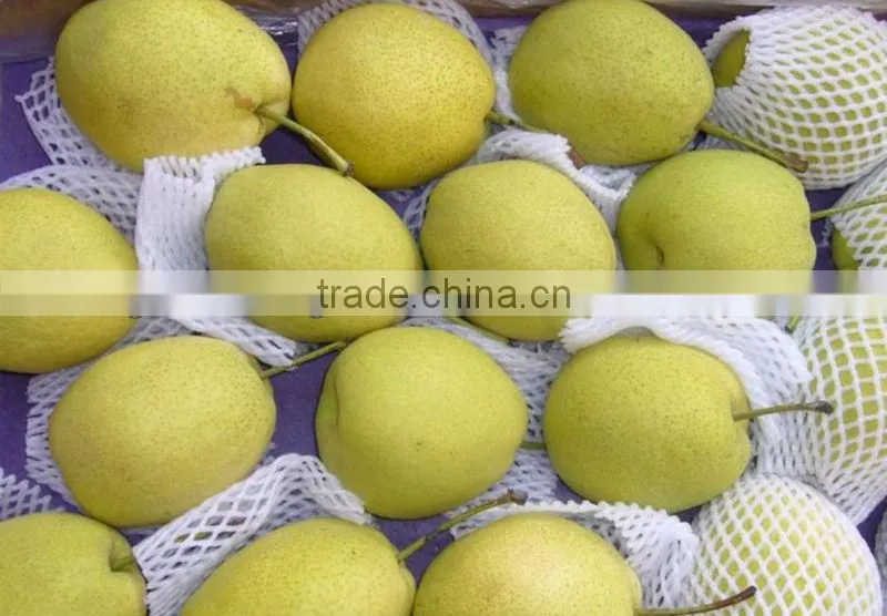 China shandong pear/China Delicious Nashi Pear/ya pear