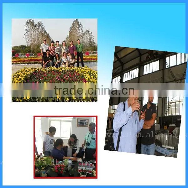High efficiency cattle feed manufacturing process with good price